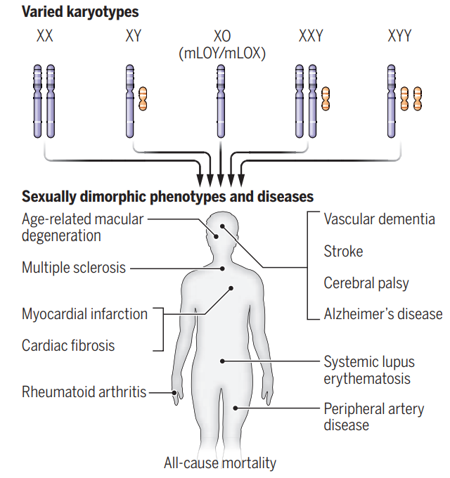 X염색체가 하나뿐인(XO) 터너증후군(여성)과 X염색체가 하나 더 있는(XXY) 클리네펠터증후군(남성), Y염색체가 하나 더 있는(XYY) 야콥스증후군(남성) 같은 선천적 성염색체 수 이상은 그 양상에 따라 고유한 증상을 동반한다. 사이언스 제공