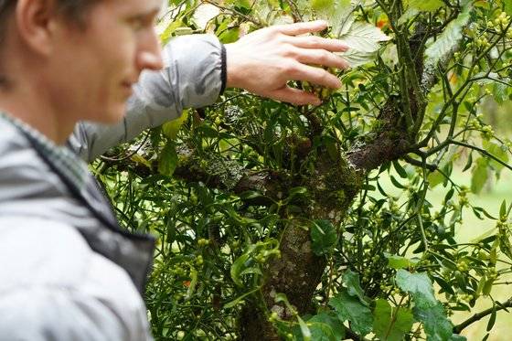 헬릭소 직원 파비안 야코비씨가 지난달 19일 독일의 겨우살이 식물인 미슬토를 보여주고 있다. 사진 헬릭소
