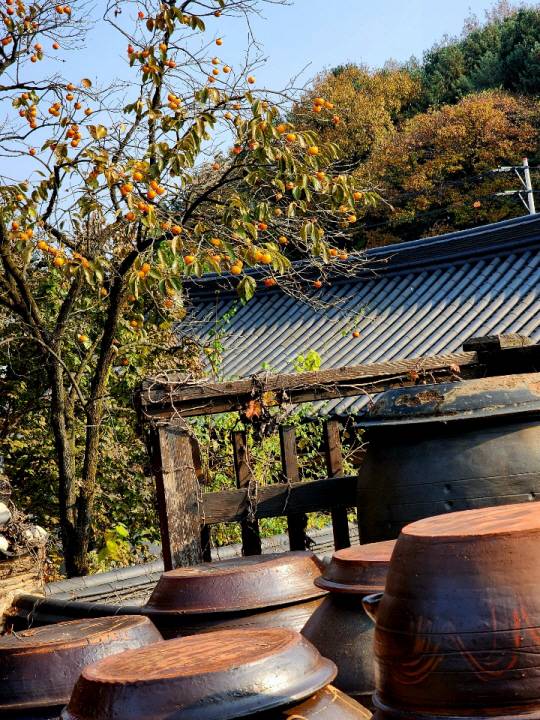 북한강변 경기 양평군 한옥레스토랑 고당의 뒤뜰 장독대 옆 감나무. 11월2일