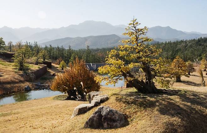 모과나무 108그루가 사는 사유원 ‘풍설기천년’. 강위원 촬영, 사유원 제공
