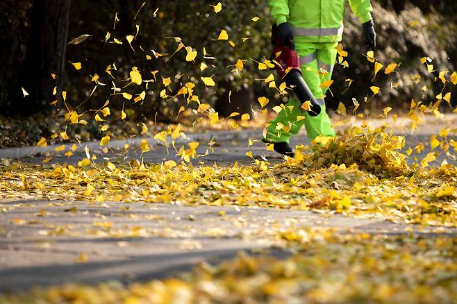 서울 송파구청 청결팀 소속 직원이 서울 송파구 올림픽공원 인근에서 남이섬에 반입할 은행잎을 수거하고 있다. ⓒ시사IN 박미소