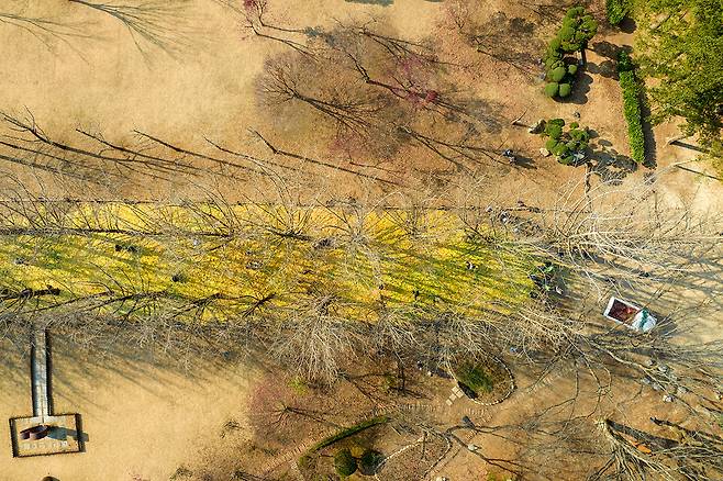 서울 송파구의 은행잎으로 채워진 남이섬의 송파은행나무길. ⓒ시사IN 박미소