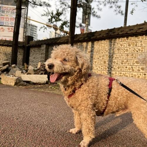 배우 김상우가 반려견 다온이를 소개했다. 사진=김상우