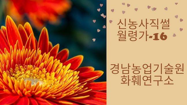 경남농업기술원 화훼연구소는 자체 개발 품종으로 농가 수익과 수출에 기여하고 있다. 까다로운 선발절차는 화훼연구소가 얼마나 심혈을 기울여 품종을 개발하는지 알 수 있는 대목이다. 이제 수입산보다 경남 품종이 더 유명해진 거베라는 국산화에 성공한 대표적 사례로 꼽힌다. ⓒ편집 데일리안 배군득 기자