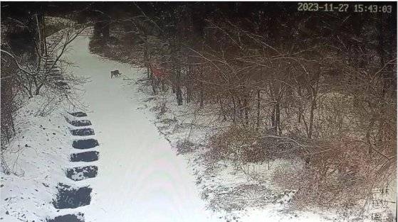 중국 옌볜 반석진에 출몰한 동북 표범. 사진 조글로미디어 캡처=연합뉴스