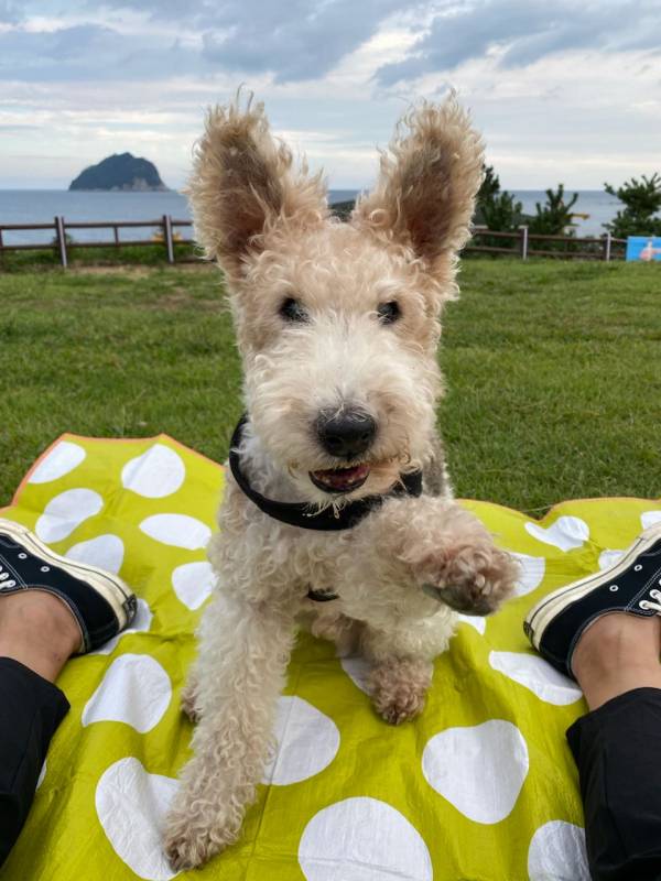 “요즘 부쩍 개가 그립다. 복실복실한 털에 얼굴을 실컷 부비고 싶다.” ⓒ정우열 제공