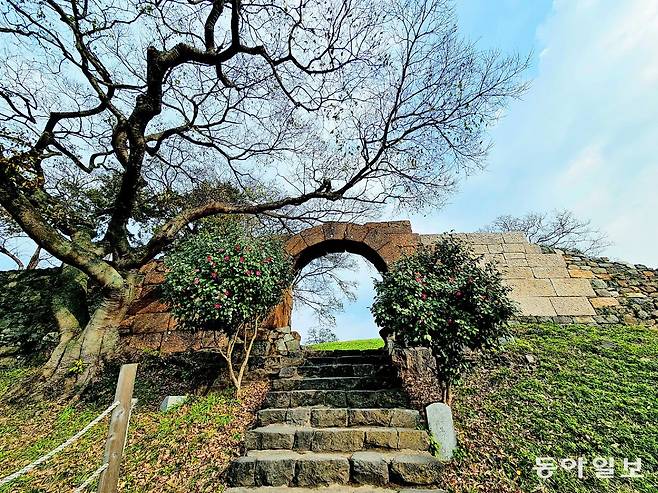 드라마 ‘동백꽃 필 무렵’의 촬영지인 충청수영성의 아치형 성문. 계단 주변을 비롯해 성내 곳곳에 심어진 동백나무 중에는 벌써 꽃을 피운 나무도 있다.