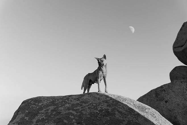 북한산 들개가 된 유기견을 찍은 사진작가 권도연의 작품 ‘북한산, 검은입’(2019년). 한국 하면 떠오르는 전형적인 모습은
아니지만 도시 개발로 인해 새로운 터전에 적응해 살아가야 하는 동물들의 모습은 분명 현대 한국 사회의 한 측면을 보여준다. 권도연
작가 제공