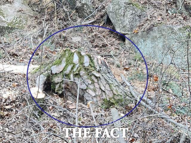 포항시가 산불 예방 숲 가꾸기를 한다며 죽은 소나무는 그대로 두고 생나무만 골라 잘라 내면서 수령이 100년이나 된 소나무도 잘려 나 간 것으로 확인됐다.사진 원안은 수령이 100년 이상 된 소나무./포항=오주섭기자