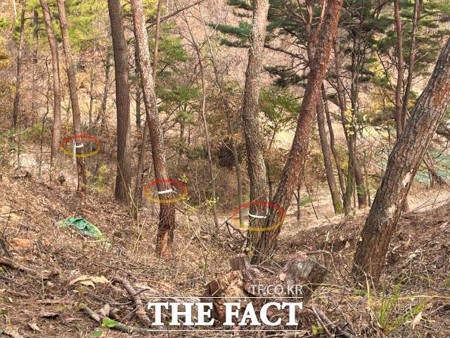 숲 가꾸기 이후 내년 소나무재선충에 감염된 나무를 작업 할 경우 이 산지는 거의 산림이 없는 황폐한 산으로 변할 게 불 보듯 뻔해 일부 원상복구를 해야 할 판이다./포항=오주섭기자