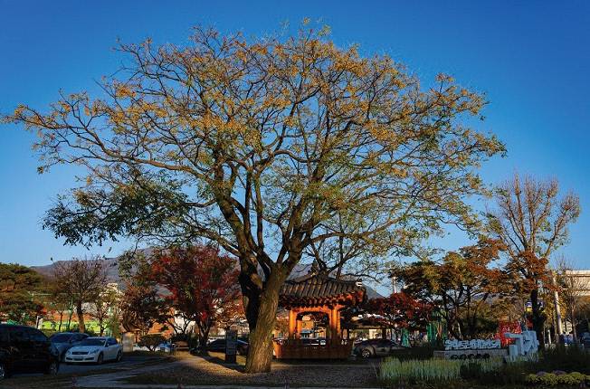 고창 교촌리 멀구슬나무