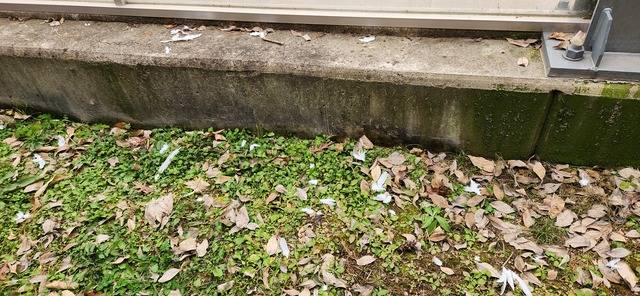 방음벽 인근에 어지럽게 흩어져있는 새 깃털의 모습. 백재연 기자