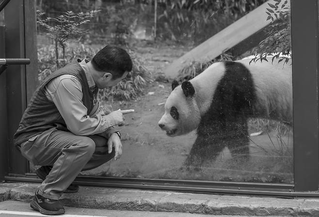 유리 가림막을 사이에 두고 마주한 찰나의 눈 맞춤 후, 푸바오는 무심히 제 갈 길을 갔다. 강 사육사는 서운할 법도 하건만 외려 자연스러운 일이라고 했다. 그러면서 강 사육사가 덧붙인 말은 ″사랑하니까 보내줘야죠″였다.