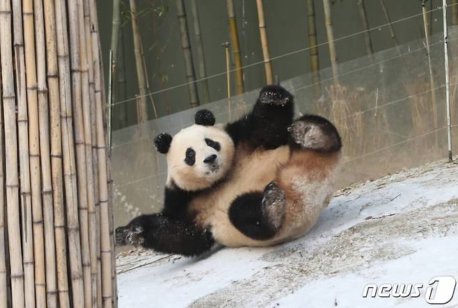 전국 곳곳에 눈이 내린 20일 오전 경기 용인시 처인구 에버랜드 판다월드에서 푸바오가 눈밭을 뒹굴며 추위를 만끽하고 있다. /사진=뉴스1