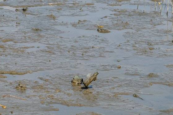 강진만 갯벌의 주인공 짱뚱어. 4~10월 물 빠진 낮 시간에 강진만 생태공원을 찾으면 갯벌 위를 뛰노는 짱뚱어를 쉽게 발견할 수 있다. 백종현 기자