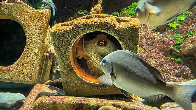 수족관 구석진 곳 아늑한 동굴에 문어가 보금자리를 잡았습니다. 빈 집이 있을까 둘러보던 물고기가 문어랑 마주치자 깜짝 놀란 듯 보입니다. 한주형기자
