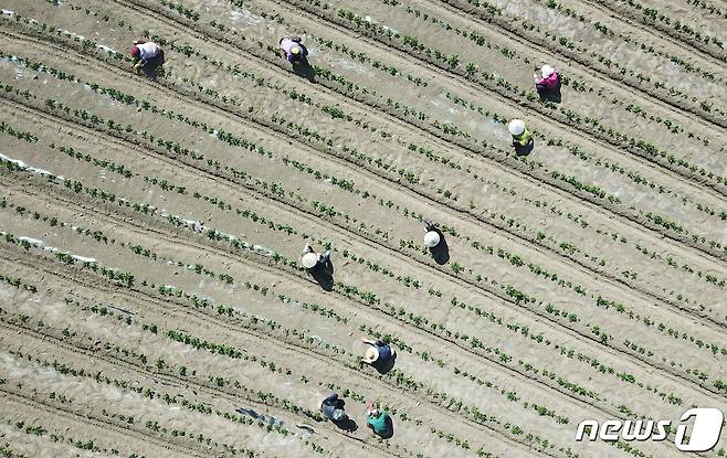 경북 군위군 효령면 감자밭에서 베트남 일꾼들이 감자 모종을 심고 있다.2022.4.19/뉴스1 ⓒ News1 공정식 기자