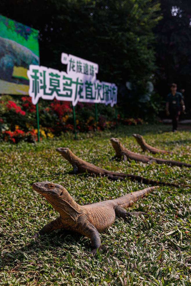 광저우의 치메롱 사파리 공원에서 최근 공개된 코모도왕도마뱀의 새끼들. /People's Daily - Hong Kong Instagram