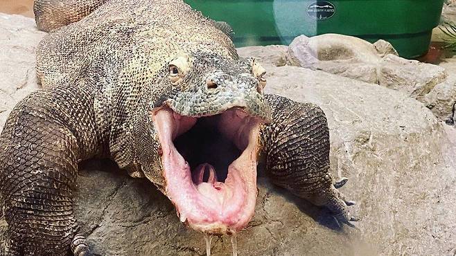 코모도왕도마뱀의 침에는 유해한 치명적 박테리아가 가득한 것으로 알려져있다. /Zoo Boise X