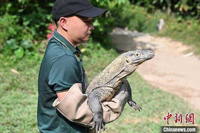중국 광저우 치메롱 사파리공원에서 최근 공개한 어린 코모도왕도마뱀. /People's Daily - Hong Kong Instagram