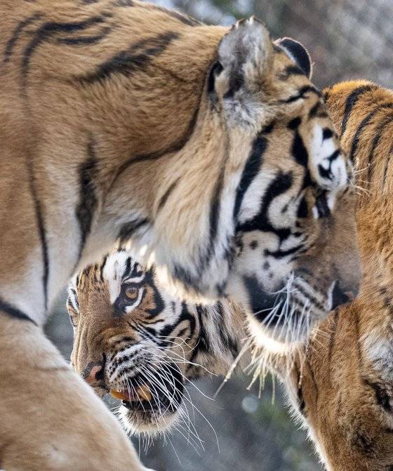 경기도 용인 에버랜드 동물원 사파리월드로 거처를 옮긴 한국 호랑이 부부 건곤(오른쪽)과 태호. 건곤이의 출산과 육아로 떨어져 지내던 이들은 사파리월드로 오면서 다시 한 집 생활을 하고 있다. 에버랜드
