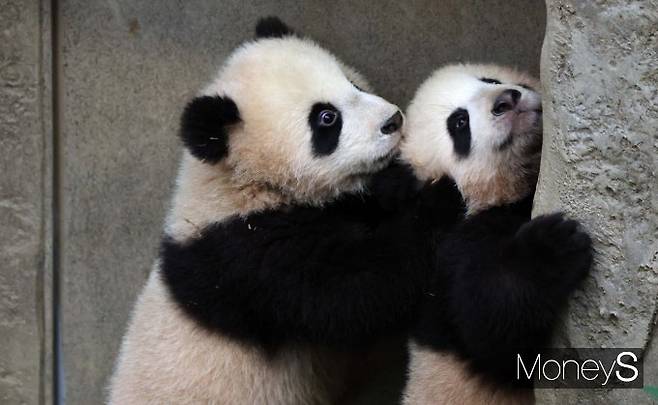 생후 6개월 쌍둥이 판다/사진=장동규 기자