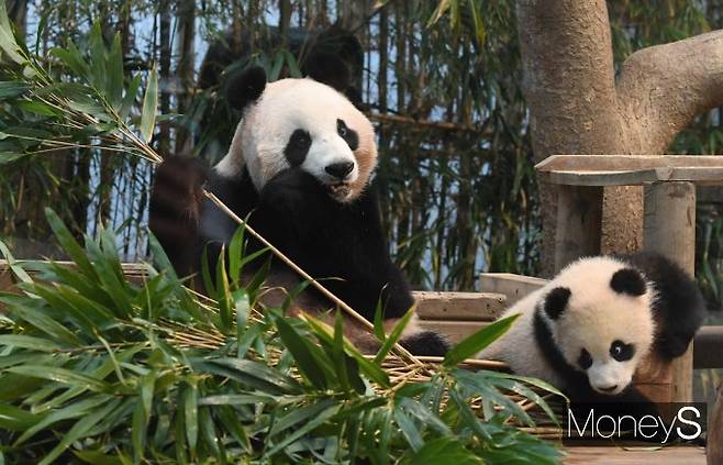 '신난 아기판다'/사진=장동규 기자