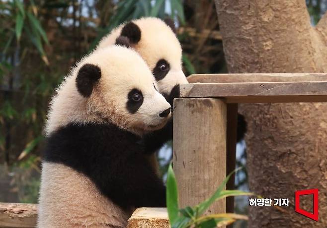 에버랜드에서 3일 판다 가족의 막내인 쌍둥이 ‘루이바오(睿寶)’와 ‘후이바오(輝寶)’를 언론에 공개했다. 쌍둥이 판다가 방사장에서 놀고 있다. 이들은 4일 부터 일반에 공개된다. 사진=허영한 기자 younghan@