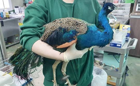 어제 오전 서울 은평구 주택가에서 발견된 공작 (출처: 한국동물구조관리협회)