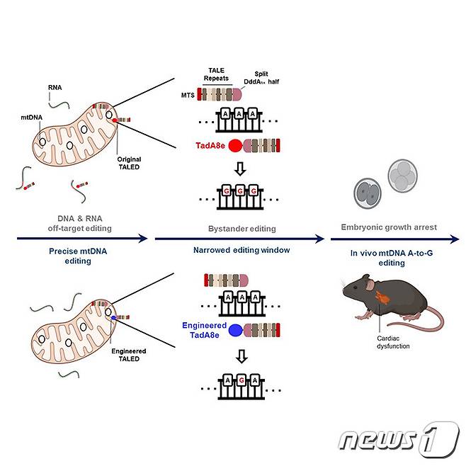 기존의 미토콘드리아 유전자 교정기술인 TALED는 무작위한 RNA 및 DNA 변형을 일으켜 생쥐배아에 적용할 경우 비정상적인 발달을 하는 반면(위), 연구진이 개량한 TALED-V28R은 무작위한 RNA 및 DNA 변형을 줄이고 나아가 미토콘드리아 질환모델 개발에도 성공했다(고려대 의대 제공) ⓒ News1