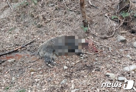 지난 6일 거제에서 유해조수 구제 작업에 참여한 60대 엽사가 멧돼지에게 공격 받아 숨졌다. 사진은 현장에서 사살된 멧돼지(거제소방서 제공)