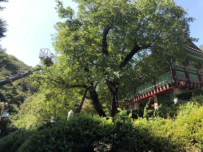 국내에서 가장 오래된 충남 천안시 광덕 호두나무. 천안시 제공