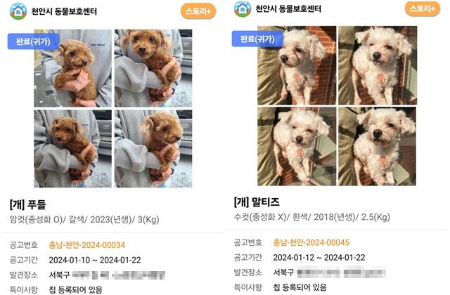 나란히 버려진 갈색 푸들과 하얀 몰티즈. 포인핸드 캡처