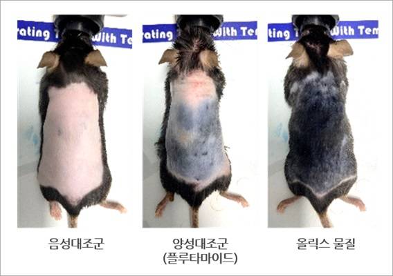 올릭스의 탈모 신약 후보물질 OLX104C의 동물실험 결과/사진제공=올릭스