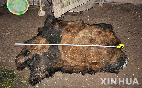 지난 2015년 중국 윈난성 판다 밀렵꾼들로부터 압수된 팬더 가죽. [신화=연합뉴스]
