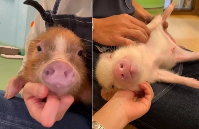 일본 돼지 카페에서 키우는 돼지들 / 사진= 인스타그램 캡처