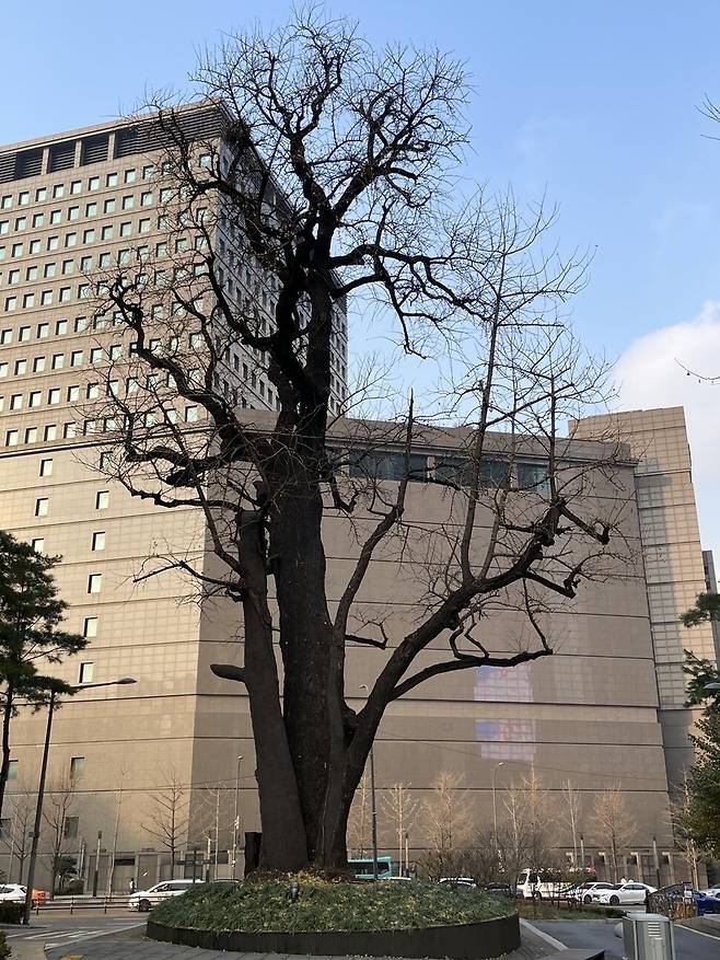 서울 중구 회현동 회동 정씨 정광필 종가의 사랑채 자리 쪽에 남아 있는 500년 된 은행나무. 김규원 선임기자