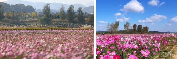 부여 가볼만한 곳 추천 / 온라인 커뮤니티