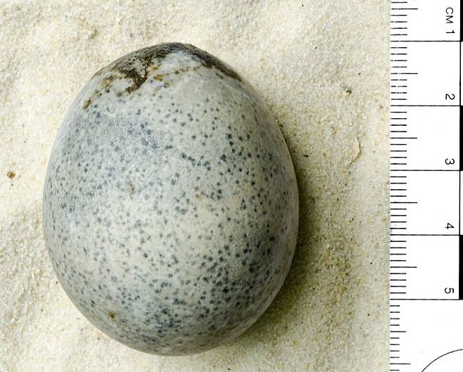 영국 옥스퍼드대 고고학 연구진은 지난 7일 약 1700년 된 달걀 내부를 3디(D) 이미지를 생성할 수 있는 마이크로 시티(CT) 장치로 스캔한 결과 달걀 내부에서 흰자와 노른자 혼합물로 추정되는 액체가 발견됐다고 밝혔다. 영국 옥스퍼드대 고고학 페이스북 갈무리