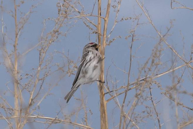 쇠홍방울새 수컷과 명아주 씨앗.