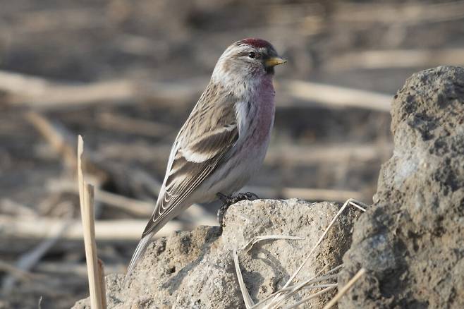 쇠홍방울새 수컷 허리에 흰색이 보인다.