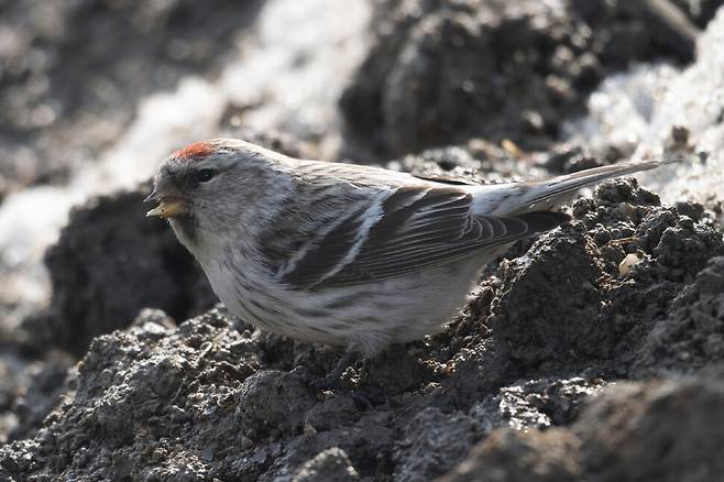 쇠홍방울새 암컷. 허리에 명확하게 흰 깃털이 보인다. 쇠홍방울새 수컷도 이곳에 흰 깃털을 가지고 있다.