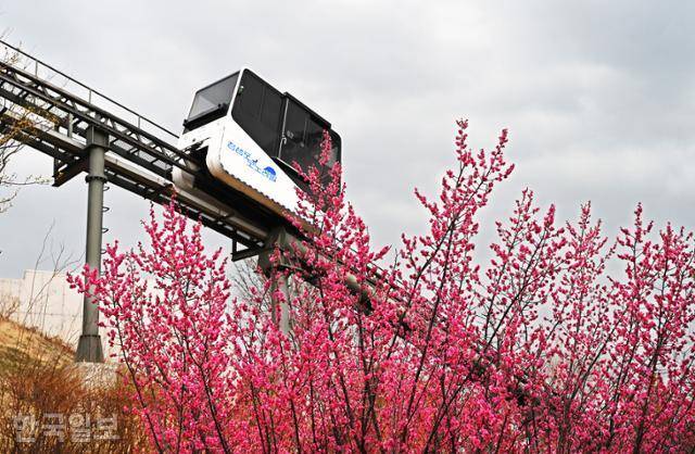 장생포고래문화마을 조각공원에 홍매화가 곱게 피어 있다.