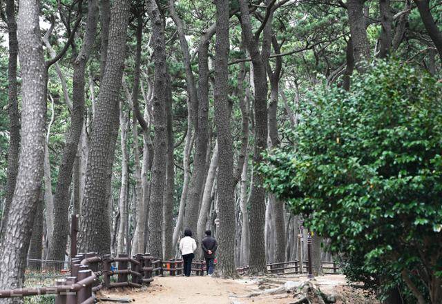 울산 대왕암공원의 솔숲. 아름드리 곰솔이 600m 산책로에 숲을 이루고 있다.
