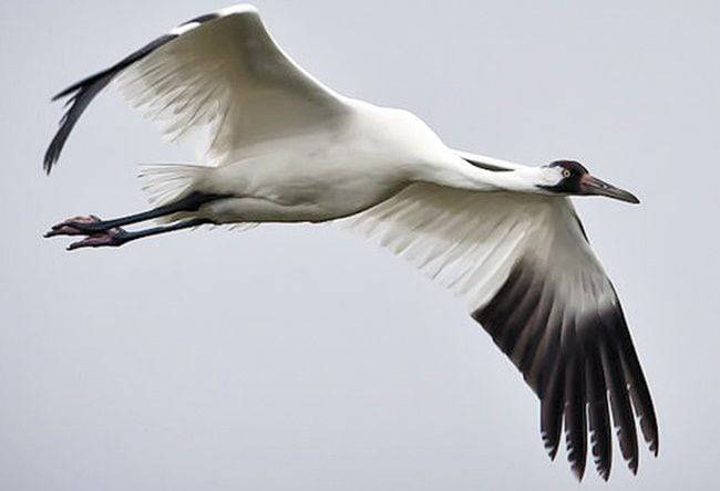 기후변화로 해빙이 줄어든 여파로 북극곰(위쪽 사진) 체중이 줄었다는 연구 결과가 나왔다. 오른쪽 사진은 기후변화 영향을 받아 이동 반경이 절반으로 줄어든 북미의 철새 백두루미다./미국 농무부·데이비드 맥기치