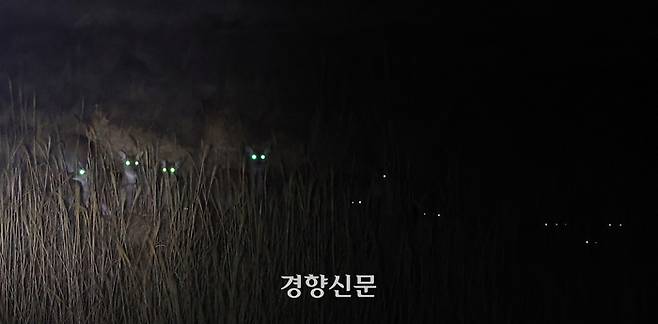 마을 들판으로 내려와 먹이 활동하는 사슴들의 눈이 초록빛으로 빛나고 있다.