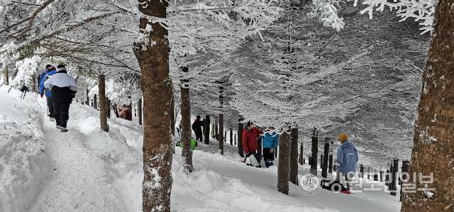 ▲ 폭설 뒤 첫 주말을 맞은 24일 설국의 진경을 즐기려는 등산 탐방객들이 전국 각지에서 대관령~선자령으로 몰려들었다. 최동열