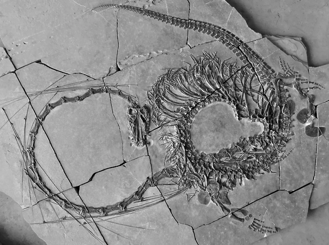 2억 4000만년 전 중국 바다에 살았을 것으로 추정되는 다이노케팔로사우루스 오리엔탈리스 화석. 사진=스코틀랜드 국립박물관(NWS)