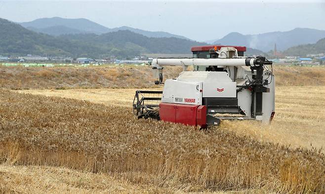 한 들녘에서 농부가 콤바인으로 보리를 수확하고 있다. 연합뉴스