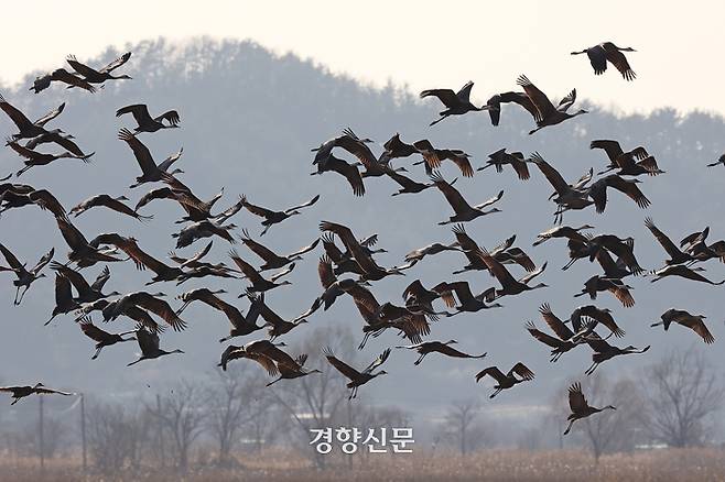 천연기념물 제228호 및 멸종위기 야생생물 2급으로 지정된 흑두루미가 지난 28일 전남 순천만습지 일대에서 힘차게 날아오르고 있다.